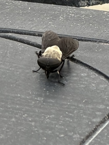 Western Black Horse Fly