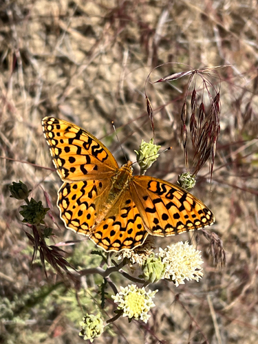 Coronis Fritillary