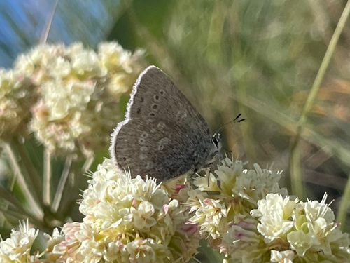 Sagebrush Sooty Hairstreak