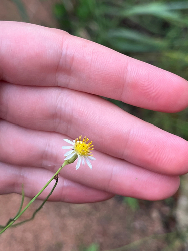 Spiny Chloracantha