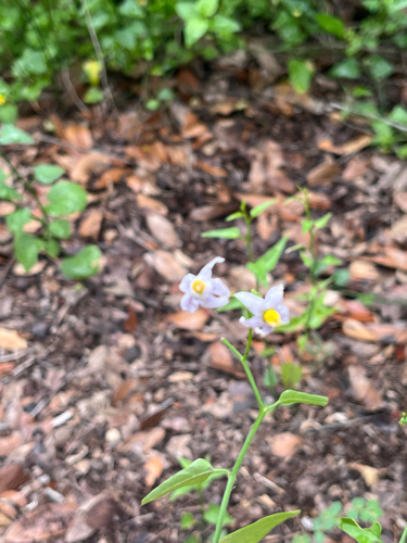 Texas nightshade