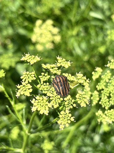 Graphosoma rubrolineatum