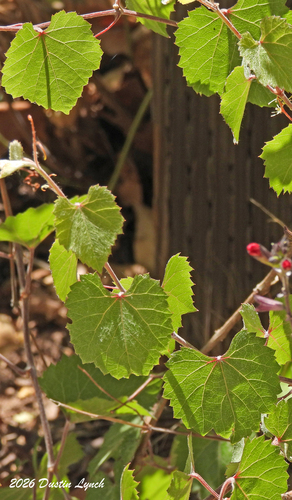 canyon wild grape