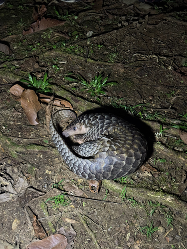 Sunda Pangolin