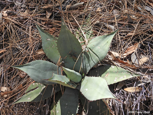 Parry's Agave