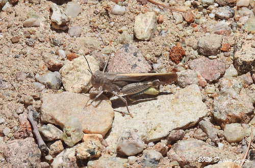 Speckle-winged Rangeland Grasshopper