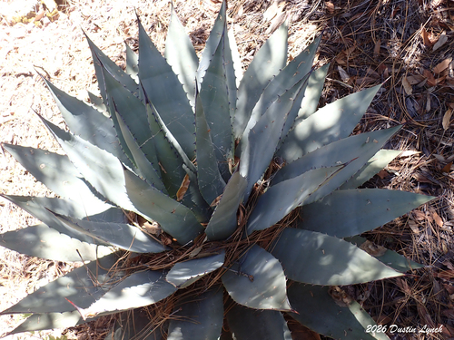 Parry's Agave