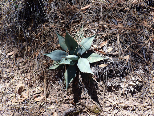 Parry's Agave
