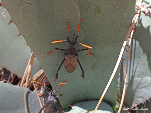 Giant Agave Bug