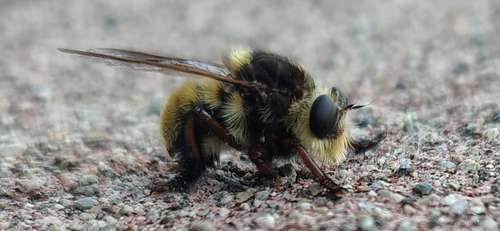 Mallophora fautrix