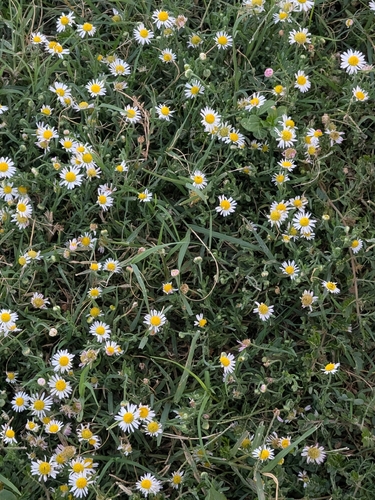 Lazy Daisy