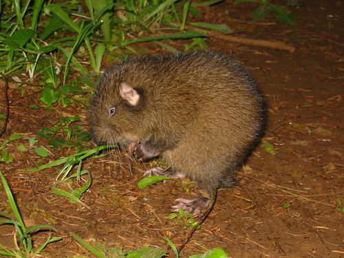 Mountain Beaver