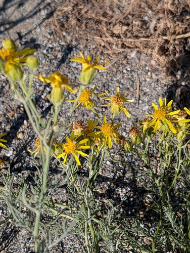 threadleaf groundsel