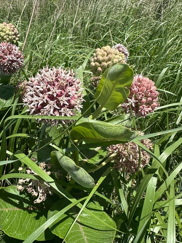 showy milkweed