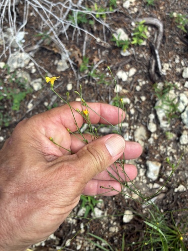 Rock Flax