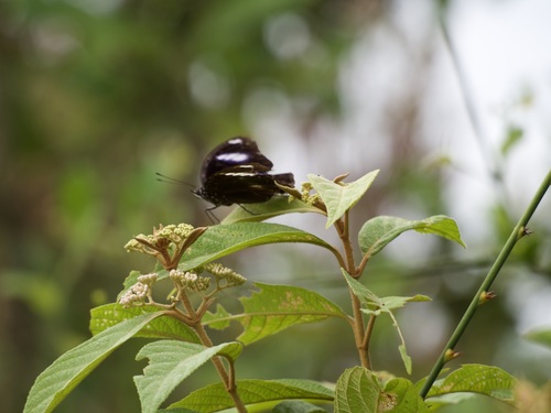 Great Eggfly