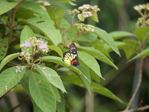 Red-based Jezebel