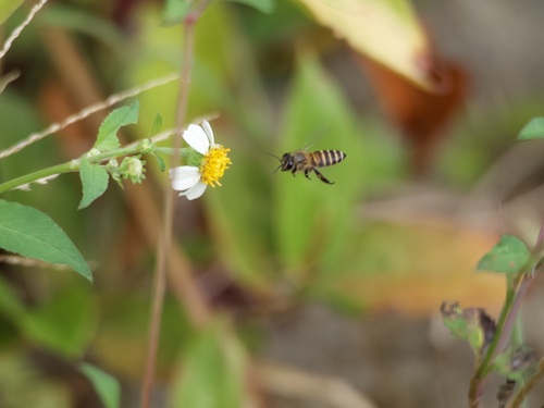 Asian Honey Bee