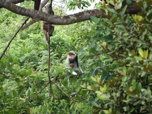 Red-shanked Douc Langur