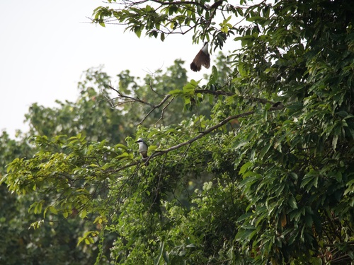 White-crested Laughingthrush