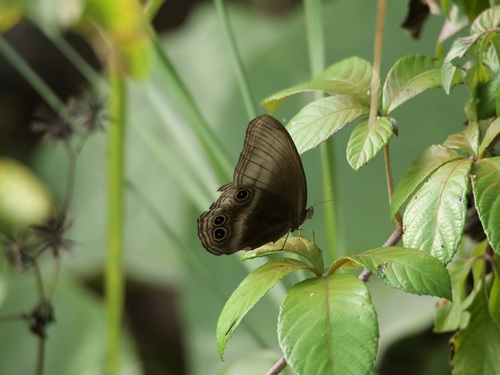 Scarce Catseye