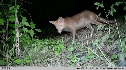 Red Fox