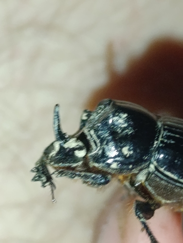 Copris lunaris