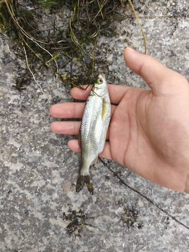 Sharpbelly