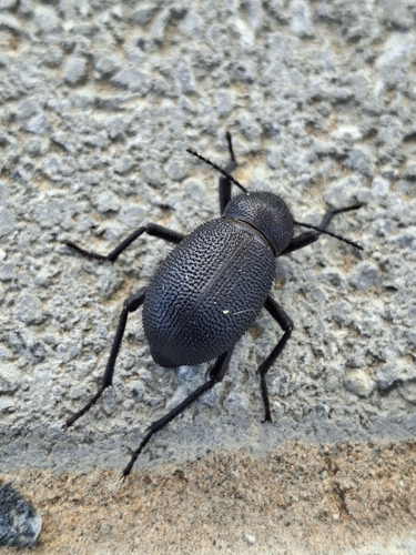 Trachyderma philistina
