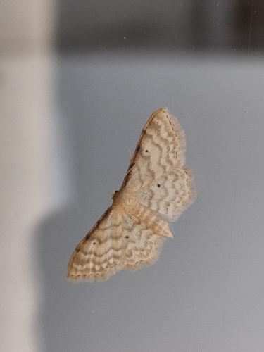 Dwarf Cream Wave