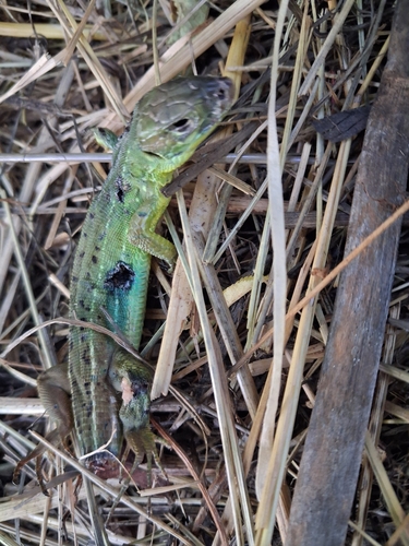 Western Green Lizard