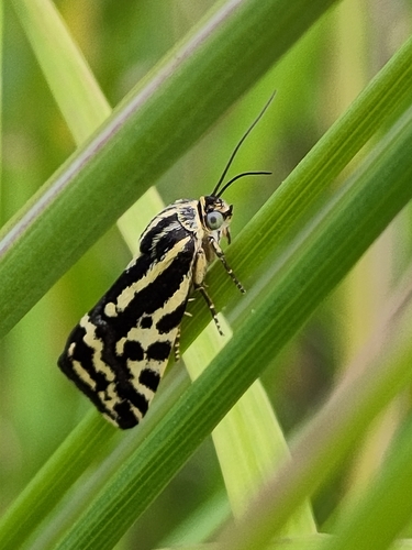 Spotted Sulphur