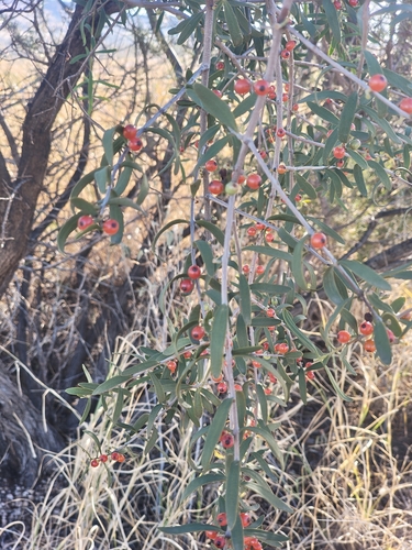 Harlequin Mistletoe