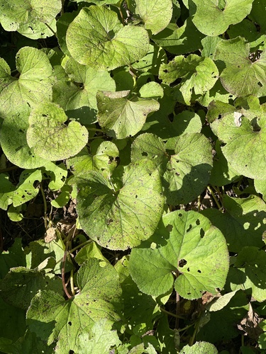 Winter Heliotrope