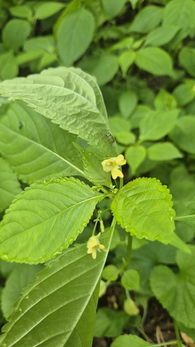 small balsam