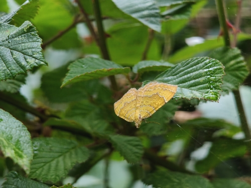 Yellow Shell Moth