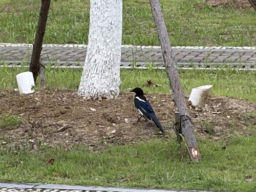 Oriental Magpie