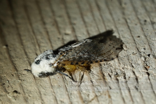 Wood Leopard Moth