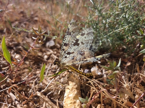 Grand Antlion