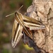 White-banded Hunter Hawkmoth - Photo (c) Leonard Worthington, all rights reserved