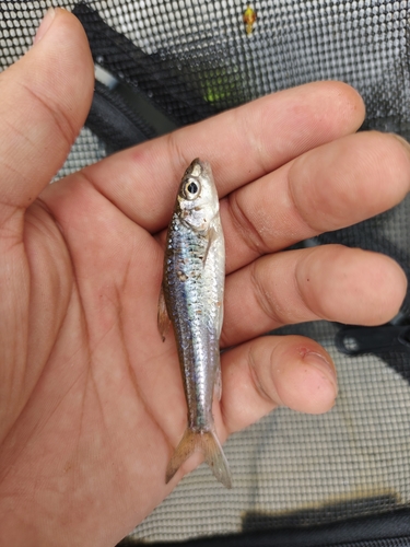 Squalidus argentatus