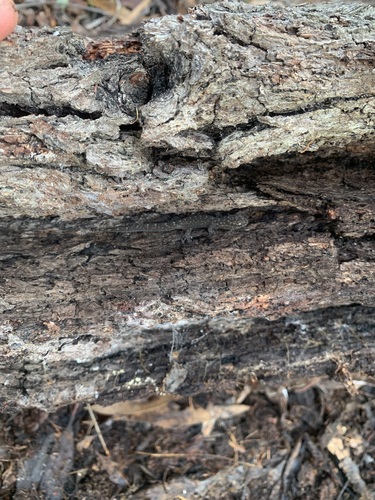Southern Marbled Gecko