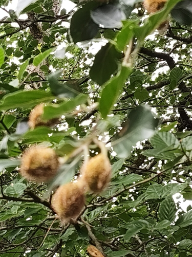European beech