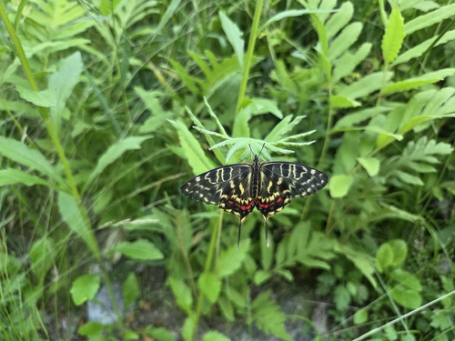 Dragon Swallowtail