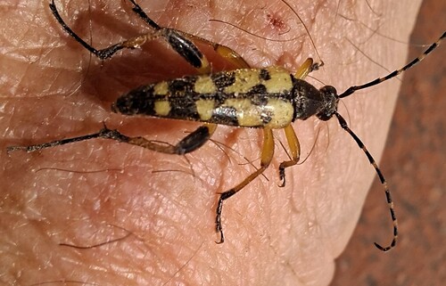 Spotted Longhorn Beetle