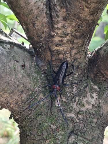 Red necked longhorn beetle