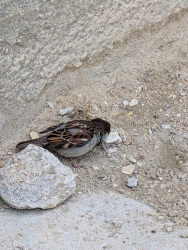 House Sparrow