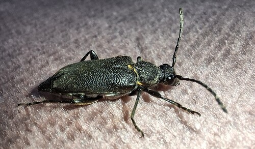 large black longhorn beetle