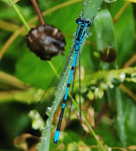 Azure Damselfly