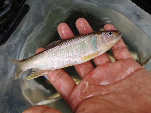 Chinese Hooksnout Carp